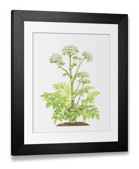 Framed Print : angelica, angelica sylvestris, botany, cut out, flower, leaf, no people, stem, studio shot Framed Print : angelica, angelica sylvestris, botany, cut out, flower, leaf, no people, stem, studio shot