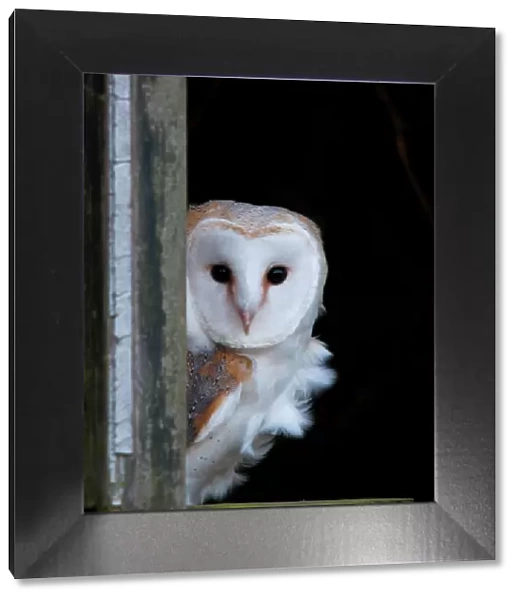 Barn Owl. Another from my Barn Owl collection