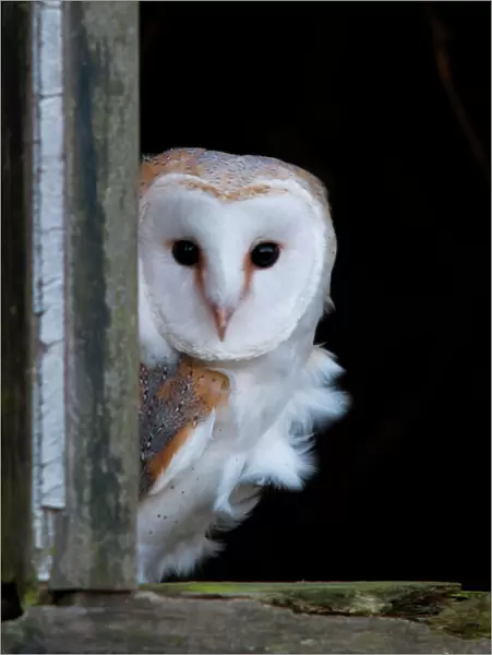 Barn Owl. Another from my Barn Owl collection