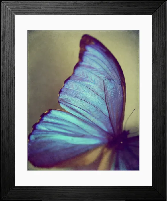 Framed Print : Blue wing. Vibrant blue butterfly wing belongs to the Blue Morpho Butterfly Framed Print : Blue wing. Vibrant blue butterfly wing belongs to the Blue Morpho Butterfly