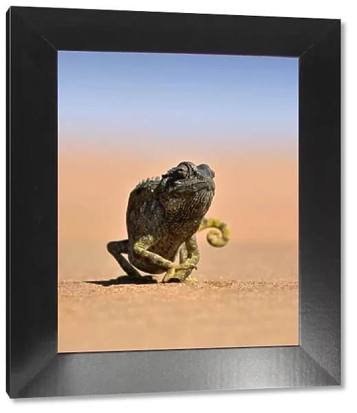Desert Chameleon