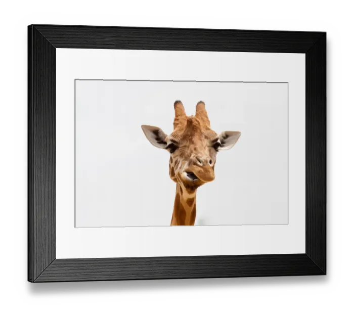 Framed Print : Giraffe. Portrait of a Giraffe