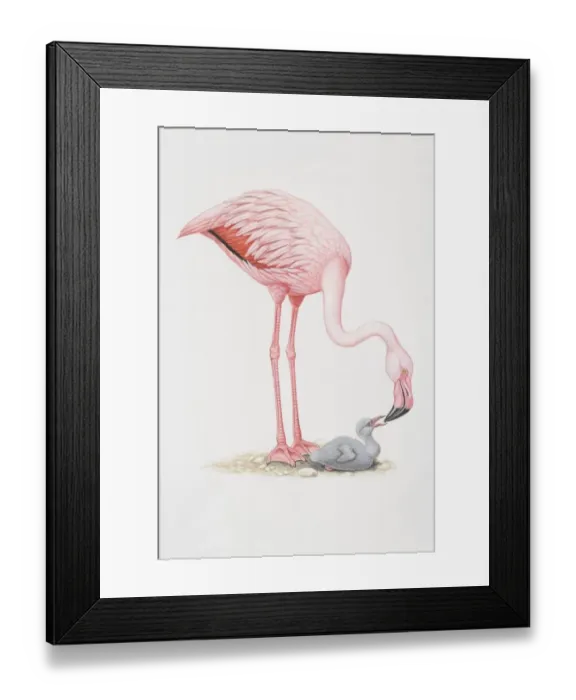 Framed Print : Animals, Birds, Flamingos, Phoenicopteriformes, Lesser Flamingo, Phoeniconaias minor Framed Print : Animals, Birds, Flamingos, Phoenicopteriformes, Lesser Flamingo, Phoeniconaias minor