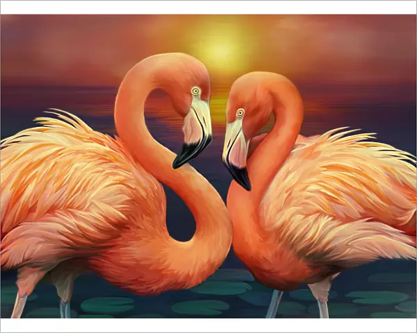 Illustration of Flamingos