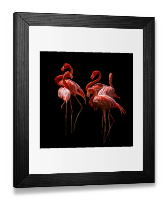 Framed Print : American flamingos (Phoenicopterus rubber) in sleeping position Framed Print : American flamingos (Phoenicopterus rubber) in sleeping position