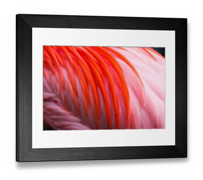 Framed Print : Different shades of flamingo pink feathers