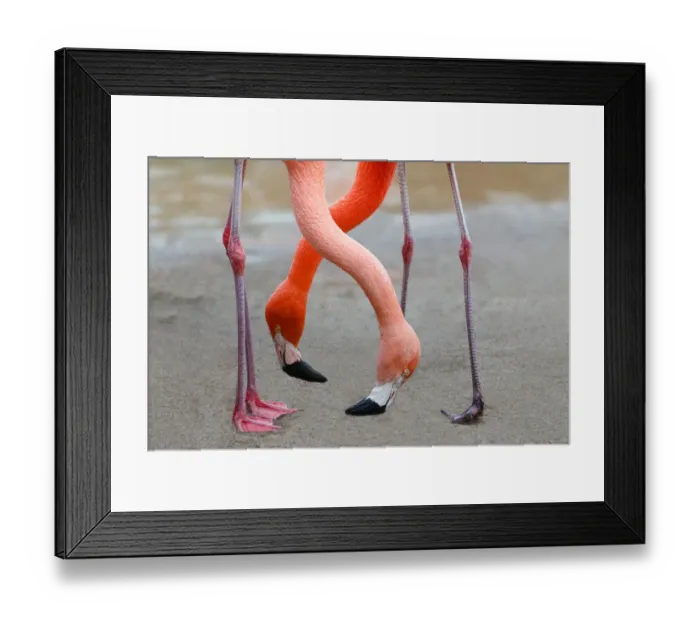 Framed Print : Two down inclined Flamingo necks are crossed Framed Print : Two down inclined Flamingo necks are crossed