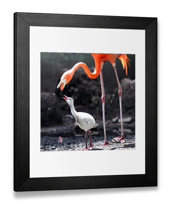 Framed Print : Mother flamingo kising her baby Framed Print : Mother flamingo kising her baby