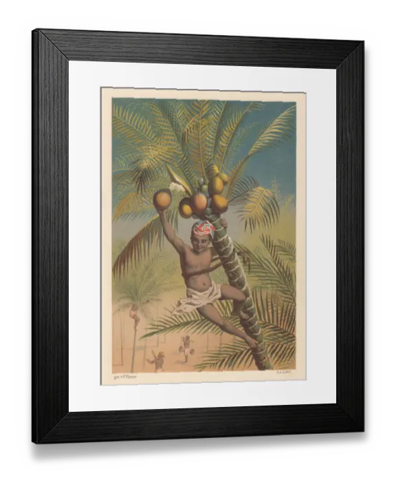 Framed Print : Coconut picker, litthograph, published in 1883 Framed Print : Coconut picker, litthograph, published in 1883