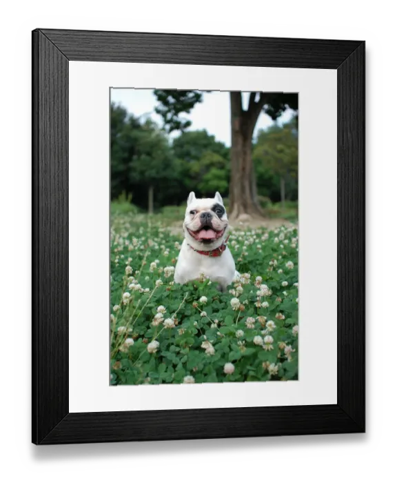 Framed Print : French bulldog Framed Print : French bulldog