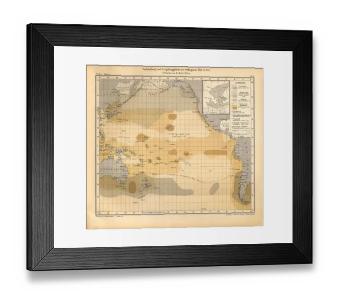 Framed Print : Distribution and Inventories of the Most Important Tree Species Chart, Pacific Ocean, German Antique Victorian Engraving, 1896 Framed Print : Distribution and Inventories of the Most Important Tree Species Chart, Pacific Ocean, German Antique Victorian Engraving, 1896