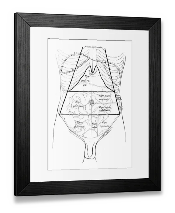 Framed Print : Human anatomy scientific illustrations: Abdomen map Framed Print : Human anatomy scientific illustrations: Abdomen map