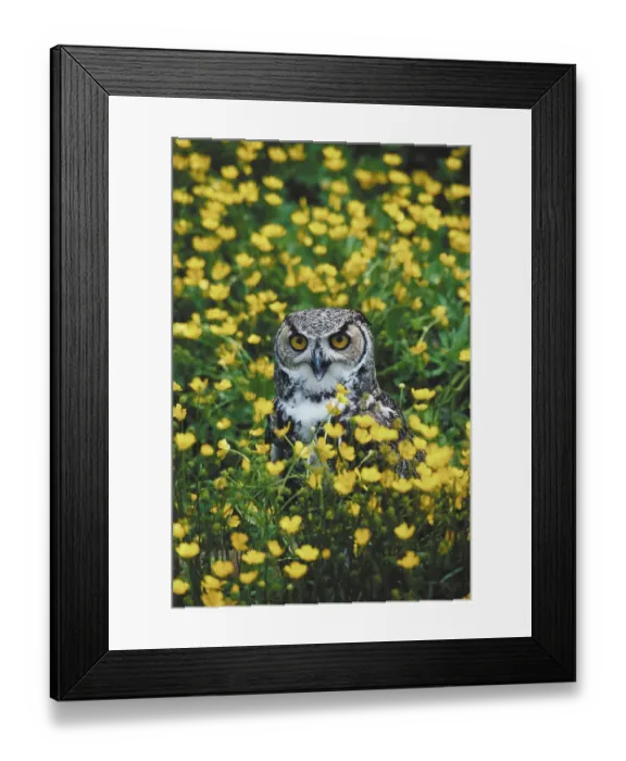 Framed Print : animal, bird, bubo virginianus, buttercups, day, feathers, field, flowers, great horned owl Framed Print : animal, bird, bubo virginianus, buttercups, day, feathers, field, flowers, great horned owl