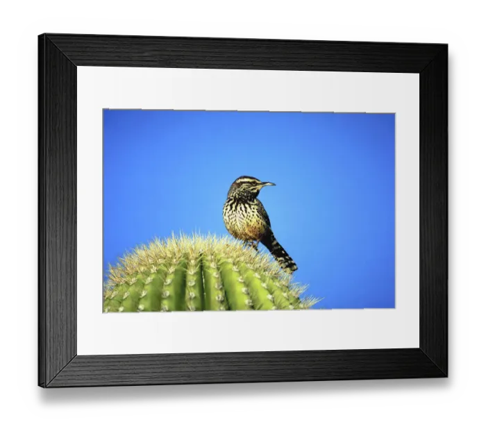 Framed Print : animal, bird, blue sky, cactus, day, full-length, needles, nobody, outdoor, standing Framed Print : animal, bird, blue sky, cactus, day, full-length, needles, nobody, outdoor, standing