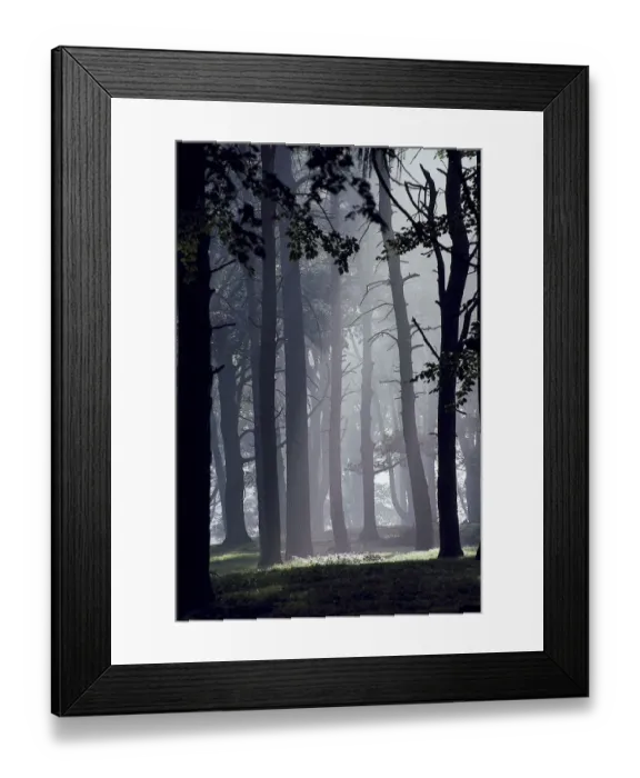 Framed Print : cheshire, day, eerie, england, europe, fog, forest, idyllic, landscape, mist, outdoor Framed Print : cheshire, day, eerie, england, europe, fog, forest, idyllic, landscape, mist, outdoor