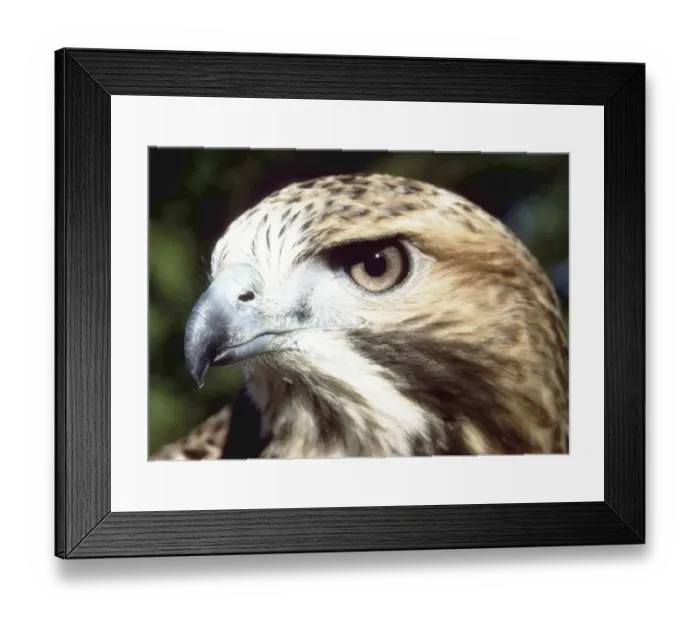 Framed Print : animal, avian, bird, buteo, day, eagle, hawk, head shot, looking away, nobody, outdoor Framed Print : animal, avian, bird, buteo, day, eagle, hawk, head shot, looking away, nobody, outdoor