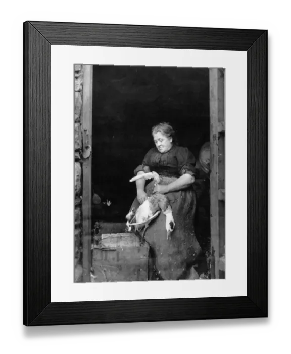 Framed Print : Poultry Plucking Framed Print : Poultry Plucking