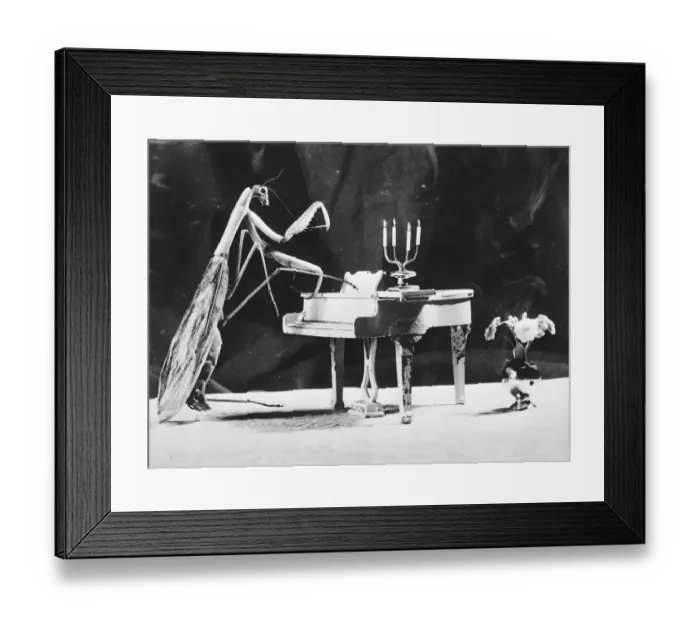 Framed Print : Playing Mantis Framed Print : Playing Mantis
