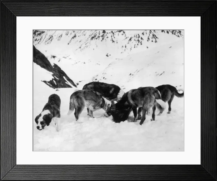 Framed Print : Canine Rescuers Framed Print : Canine Rescuers