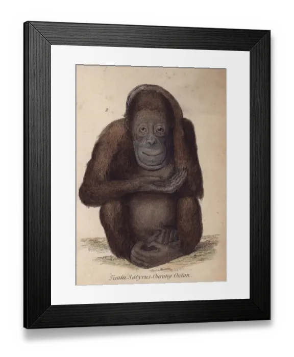 Framed Print : Orang-Utan Framed Print : Orang-Utan