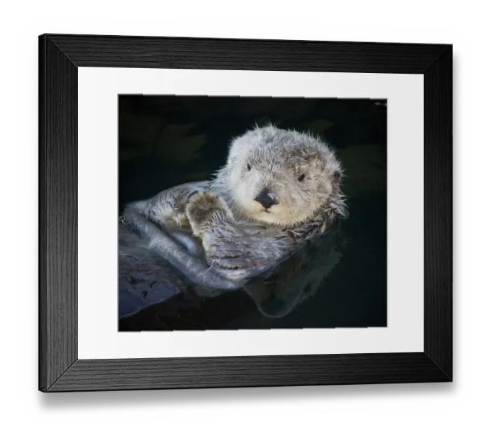 Framed Print : California coastal sea otter Framed Print : California coastal sea otter