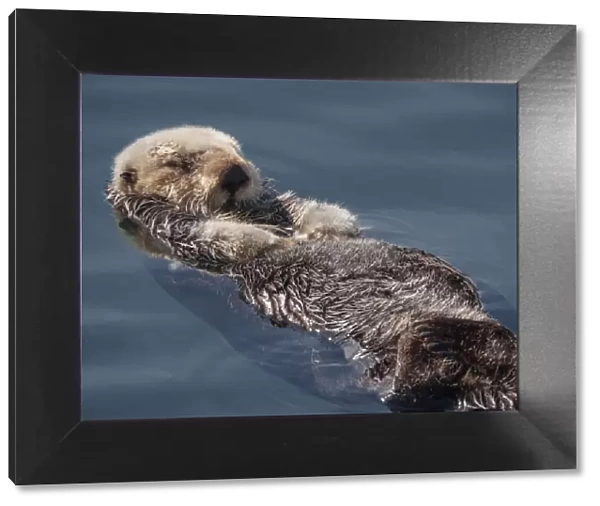 sea otter, otter, sleeping, floating, animal wildlife, close up, endangered species