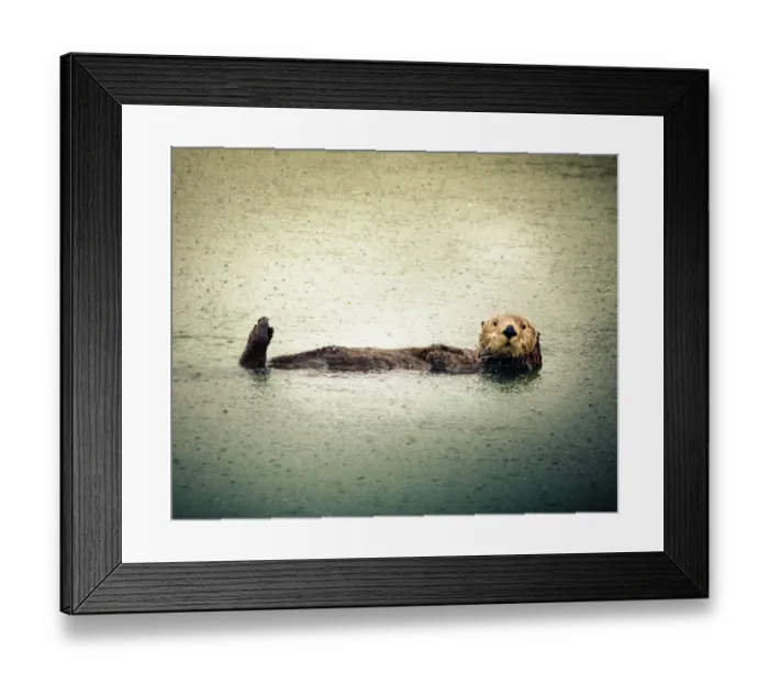 Framed Print : California Sea Otter Framed Print : California Sea Otter