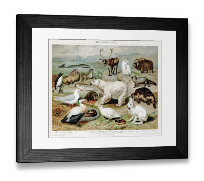 Framed Print : Artic fauna chromolithograph 1895 Framed Print : Artic fauna chromolithograph 1895