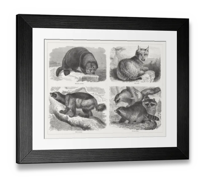 Framed Print : Predators, wood engravings, published in 1878 Framed Print : Predators, wood engravings, published in 1878
