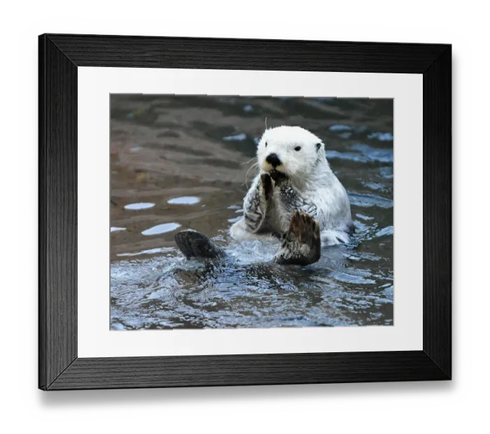 Framed Print : White Sea Otter Framed Print : White Sea Otter