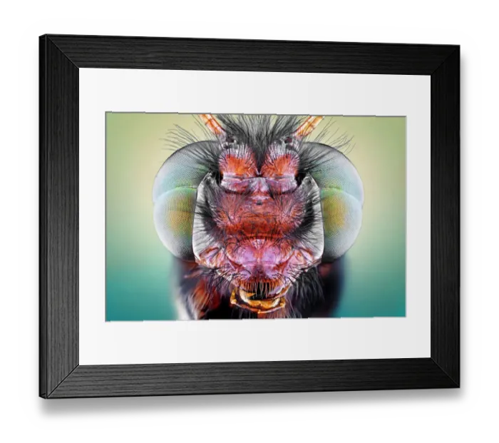 Framed Print : Owlfly. Insects On Earth, 584487763