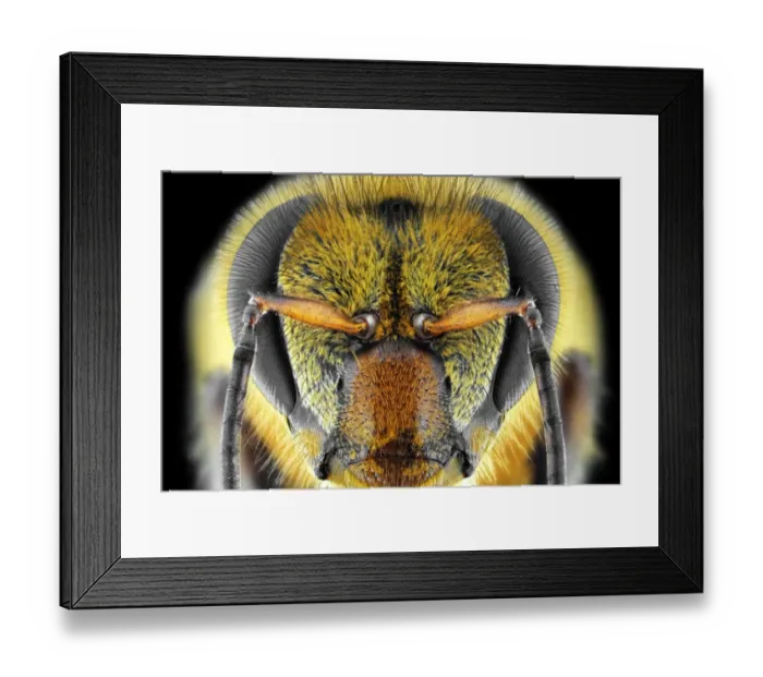 Framed Print : Yellow Bee Framed Print : Yellow Bee