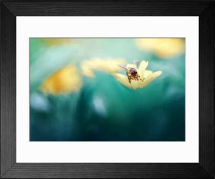 Framed Print : Honey Bee. Insects On Earth, 584687949 Framed Print : Honey Bee. Insects On Earth, 584687949