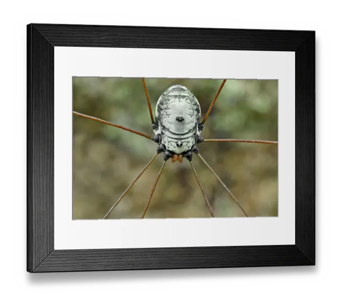 Framed Print : Daddy Longlegs Spider Framed Print : Daddy Longlegs Spider