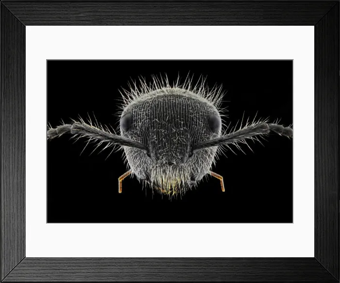 Framed Print : Hairy Ant. Insects On Earth, 495317645 Framed Print : Hairy Ant. Insects On Earth, 495317645