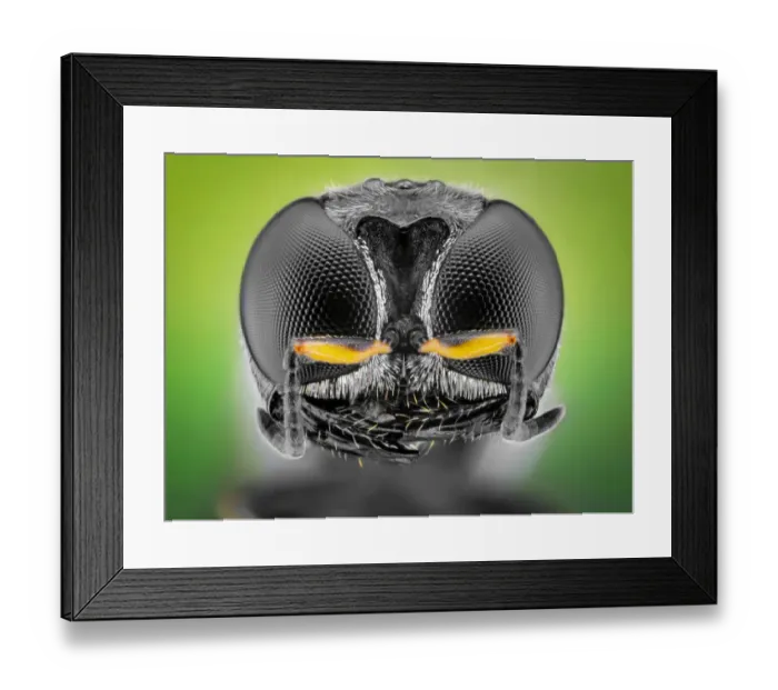 Framed Print : Black square-headed wasp Framed Print : Black square-headed wasp