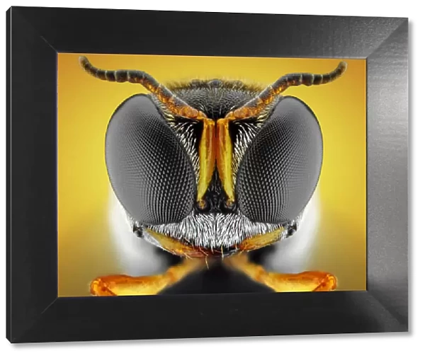 Orange square-headed wasp