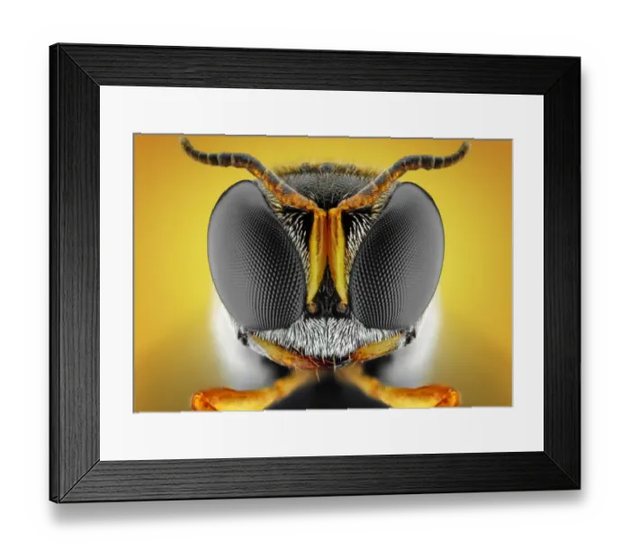 Framed Print : Orange square-headed wasp Framed Print : Orange square-headed wasp