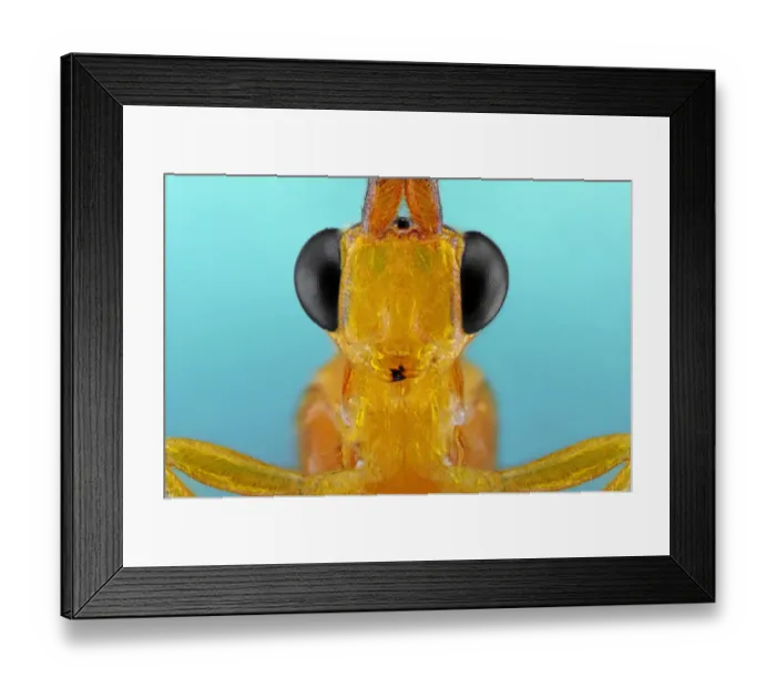 Framed Print : Ichneumon Wasp Framed Print : Ichneumon Wasp