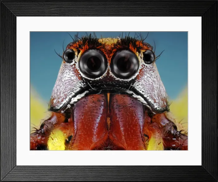 Framed Print : Jumping Spider Framed Print : Jumping Spider