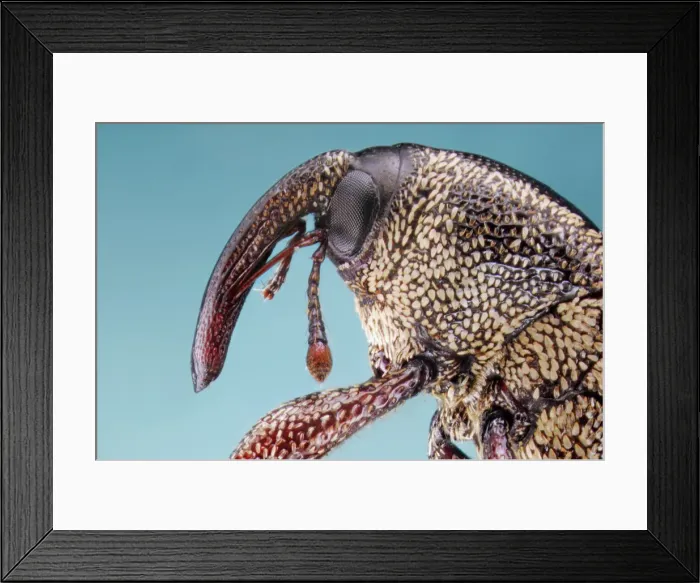 Framed Print : Snout Weevil