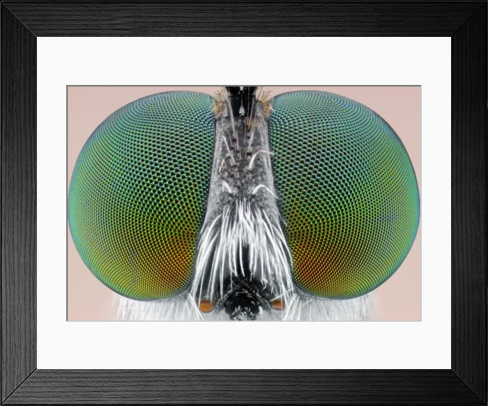 Framed Print : Big Eyes. Insects On Earth, 490543523 Framed Print : Big Eyes. Insects On Earth, 490543523