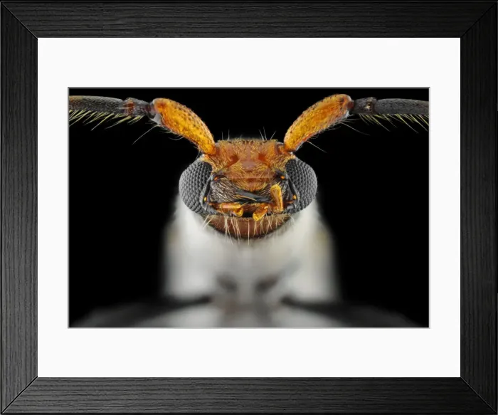Framed Print : Flower Longhorn Beetle Framed Print : Flower Longhorn Beetle