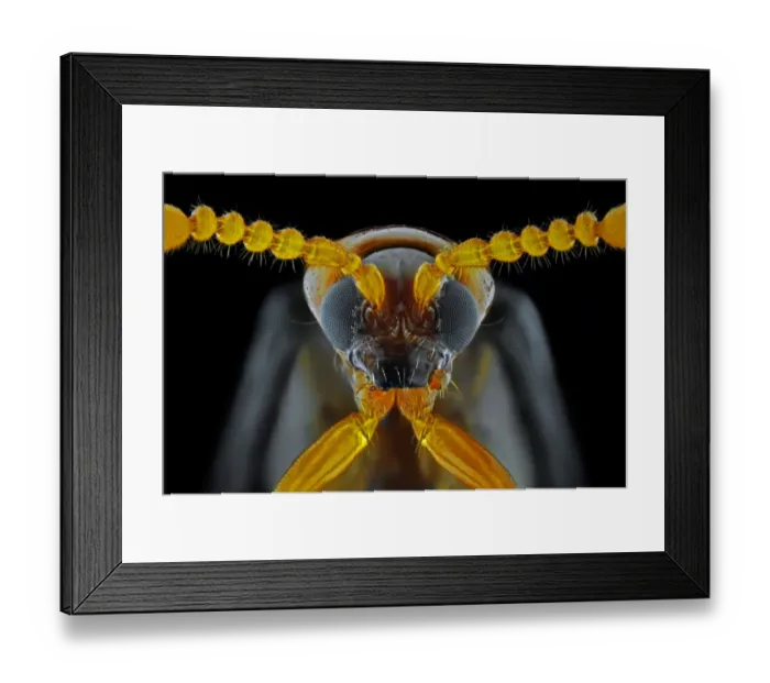 Framed Print : Zeugophora scutellaris Framed Print : Zeugophora scutellaris