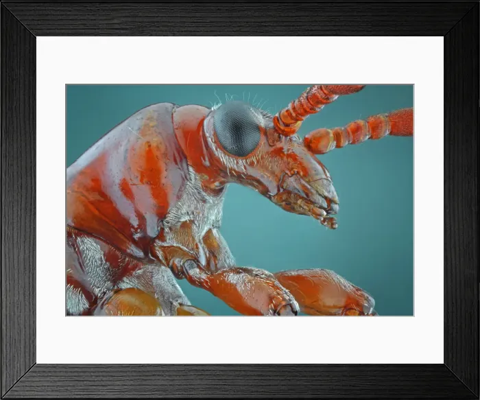 Framed Print : Closeup of Orange Leaf Beetle Framed Print : Closeup of Orange Leaf Beetle