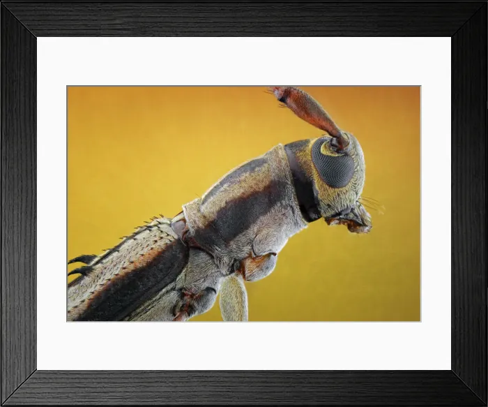 Framed Print : Flat-Faced Longhorn Framed Print : Flat-Faced Longhorn