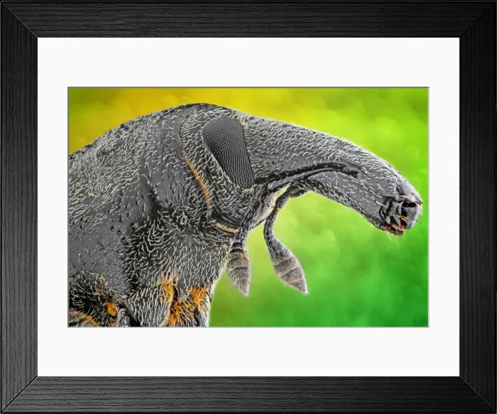 Framed Print : Bagous planatus Framed Print : Bagous planatus