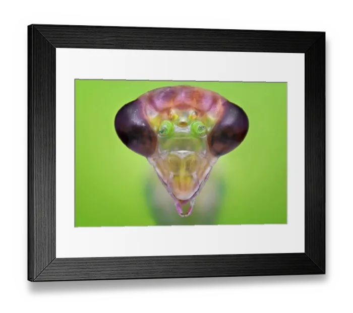 Framed Print : Portraite of Mantiz Framed Print : Portraite of Mantiz