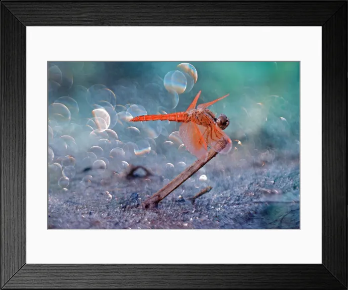 Framed Print : Red Dragon in Bokeh Framed Print : Red Dragon in Bokeh