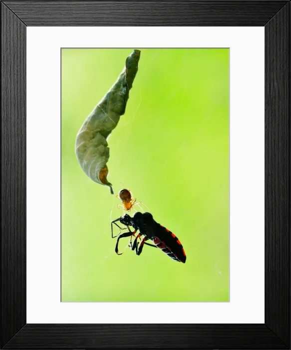 Framed Print : Spider & Prey Framed Print : Spider & Prey